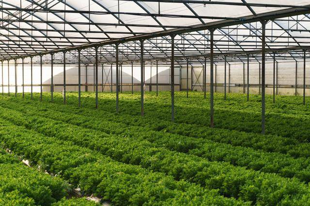 67蔬菜温室大棚如何控制肥水的管理