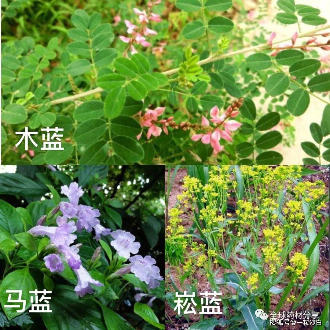 欧洲用崧蓝多,印度用木蓝多,中日韩用马蓝,蓼蓝多.