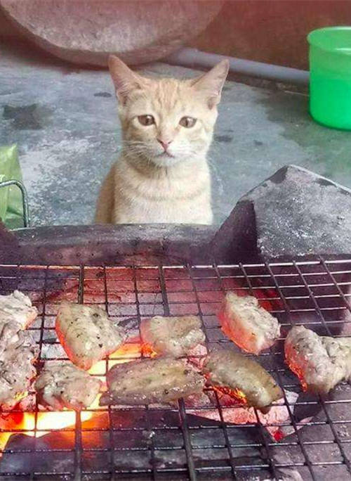 男子和朋友们围着吃烧烤,却发现旁边蹲了只猫:你也想加入吗?