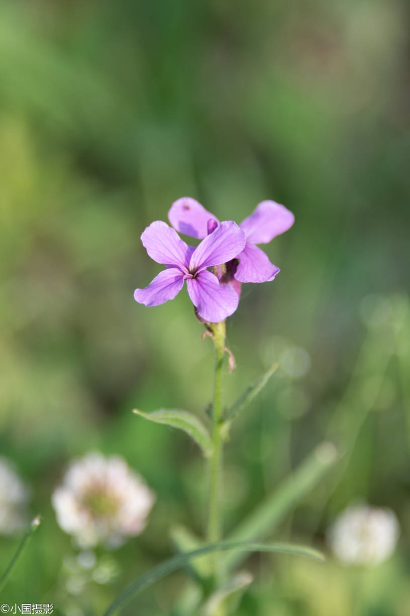 圖32:花旗杆圖33:翅果菊這麼多漂亮的花,你最喜歡哪種,或是覺得小編哪