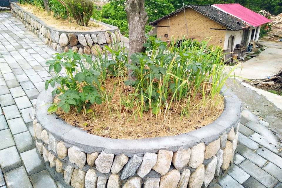 山村房前屋后建造花池,村民在里面不种花,看种的是啥_手机搜狐网