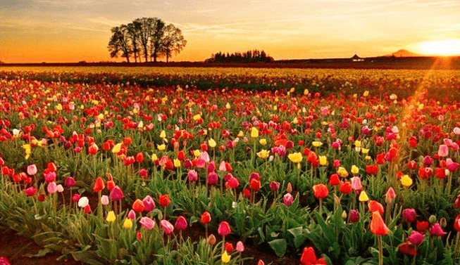 荷兰有"风车之国","水之国","花之国","牧场之国"的美誉.