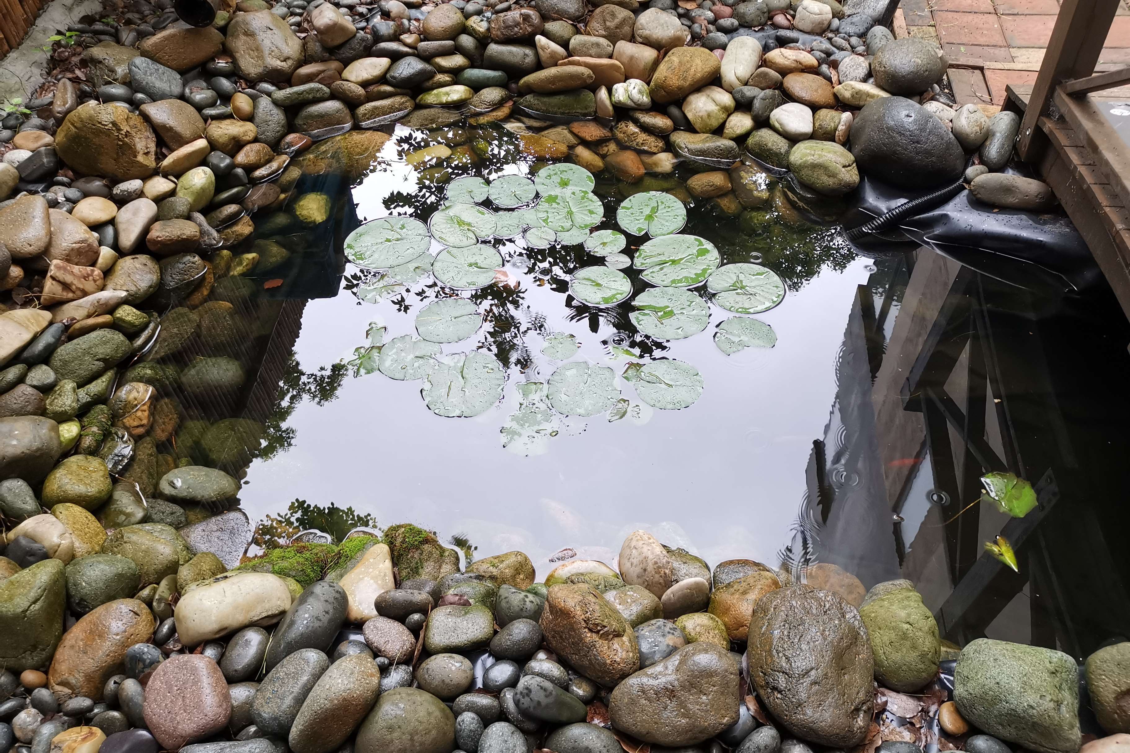 自己造的小鱼塘,你想造一个吗?