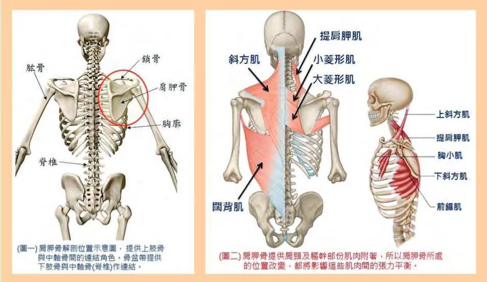 河南安陽足脊矯形--淺談駝背與肩關節傷害_肩胛骨