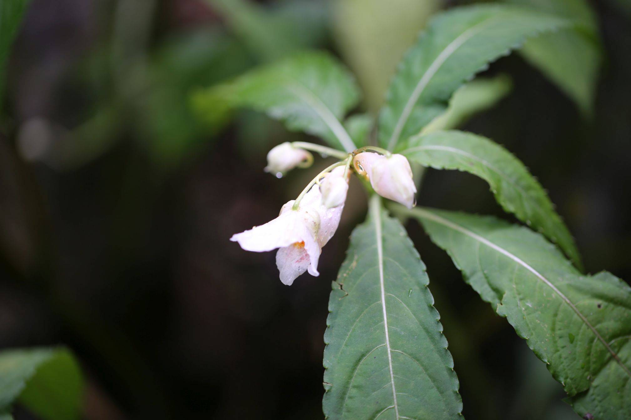 庆元植物1160-凤仙花科-凤仙花属-管茎凤仙花