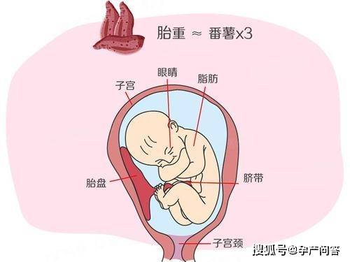 原创孕期胎儿脑部发育所需的营养是什么?90%孕妈不知如何让宝宝更聪明