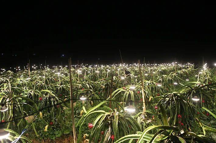 羅定素龍街道七和村的火龍果種植基地的美麗燈海帶旺了鄉村採摘遊