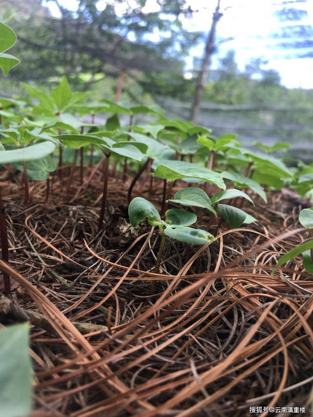 重楼常见病害——灰霉病和细菌性病害