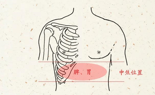 君子温润如玉肚子也不例外