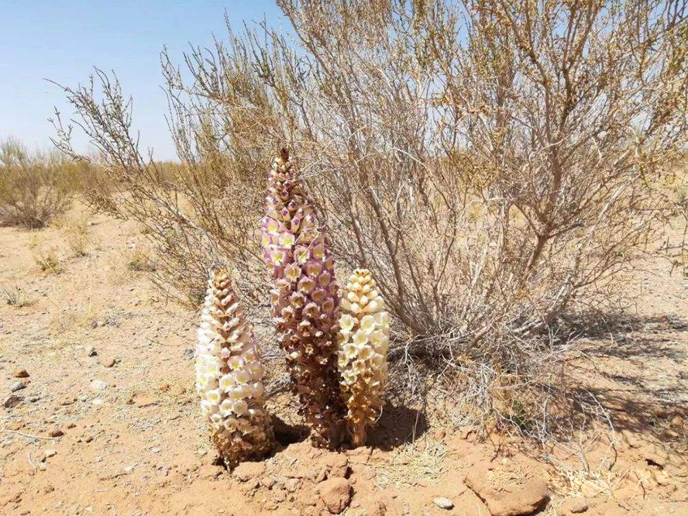 无独有偶,肉苁蓉也是这样一种野生植物,它只能生长在沙漠里,不仅因为