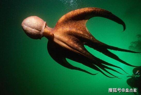 原来电影中巨型章鱼是真实存在的,也太大了吧
