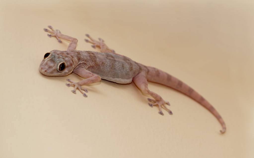 原创 慈禧谁都不怕,为何生前最害怕"壁虎"?她在担心一件事情