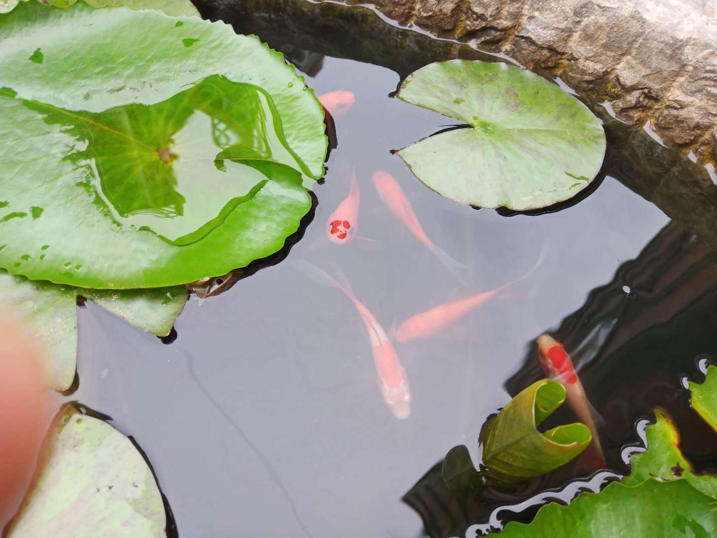 花朵水上漂,魚兒水中游