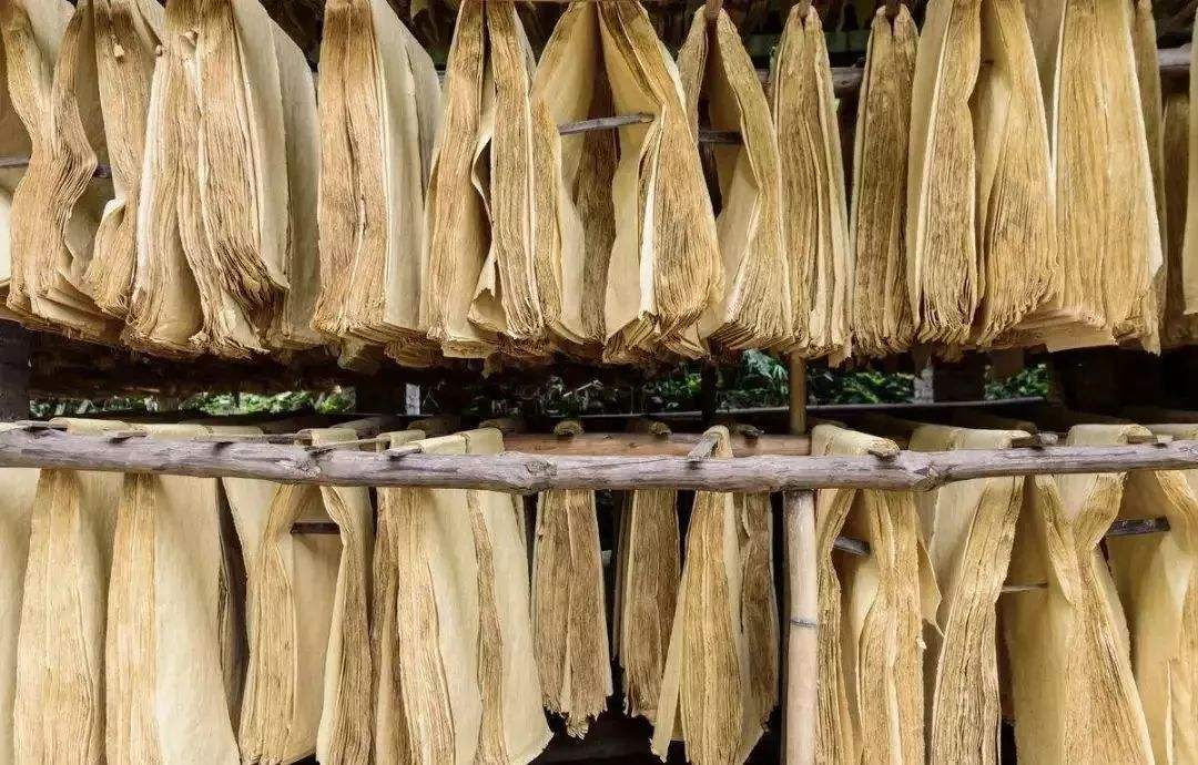 如何促进竹浆纸产业发展?