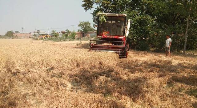 亩产将近2000斤麦子,真的么?有,但是又能改变什么_小麦