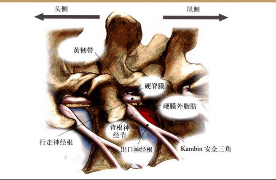 【收藏版】椎间孔镜技术脊柱应用解剖图表