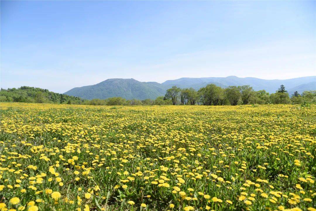 长白山森工集团——最美高山天然蒲公英花园鲜花怒放