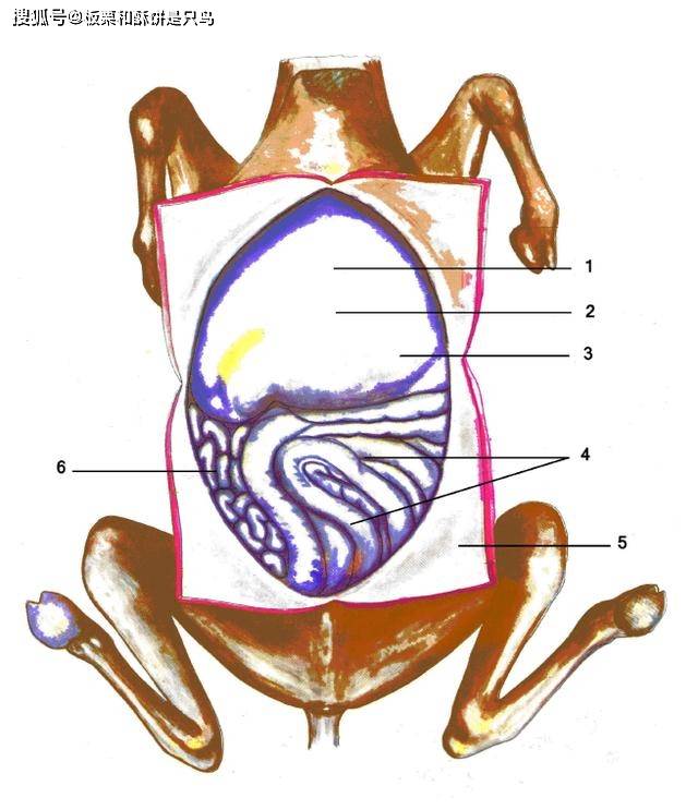 原创辟谣:驼峰并不是骆驼的"储水器",它们的耐饥渴原因更加复杂