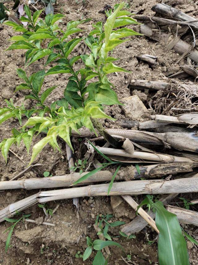 魔芋茎秆,种块腐烂,有臭味是什么病害?怎么防治