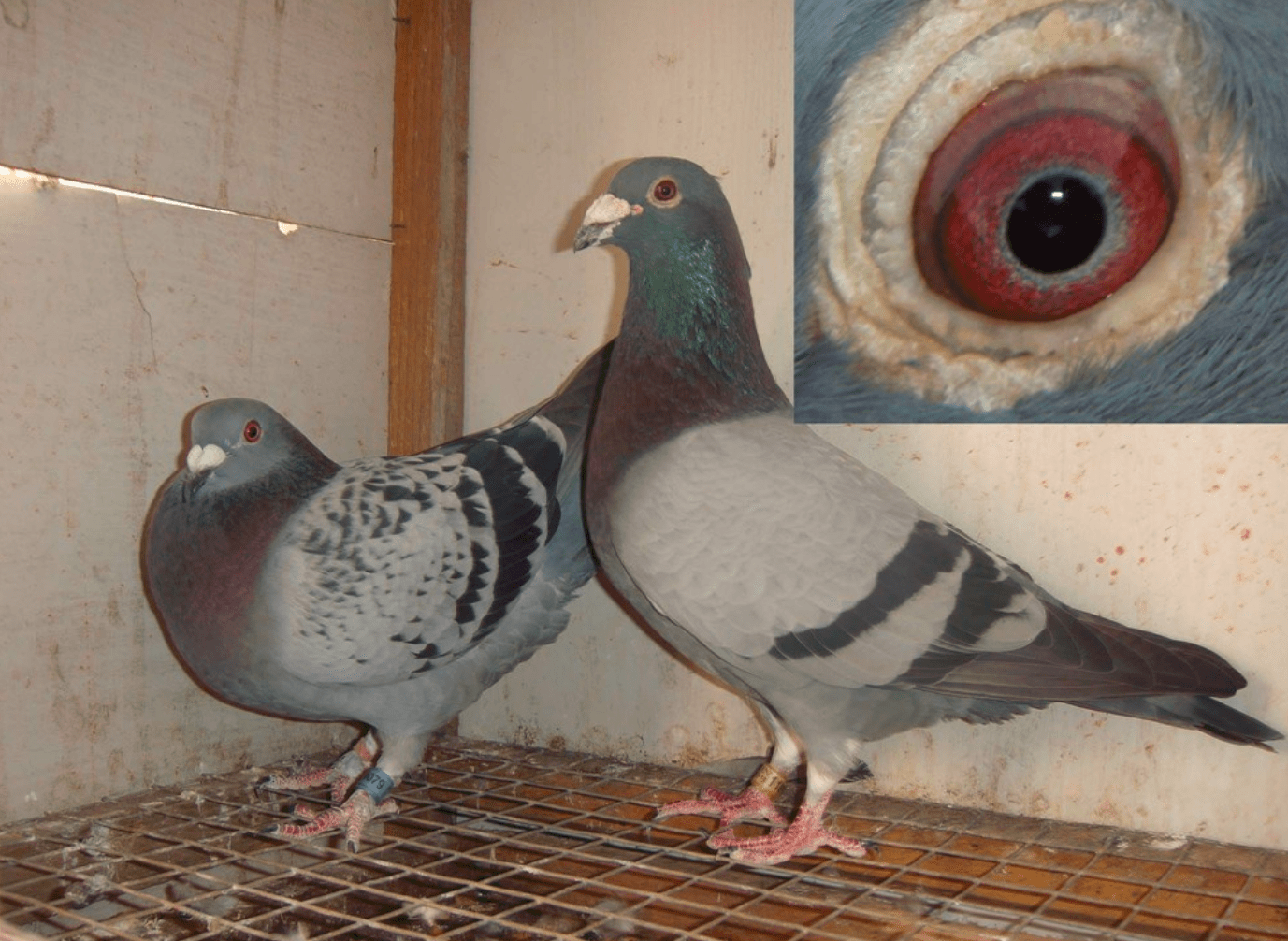 浅析养鸽大师杂交回血公式