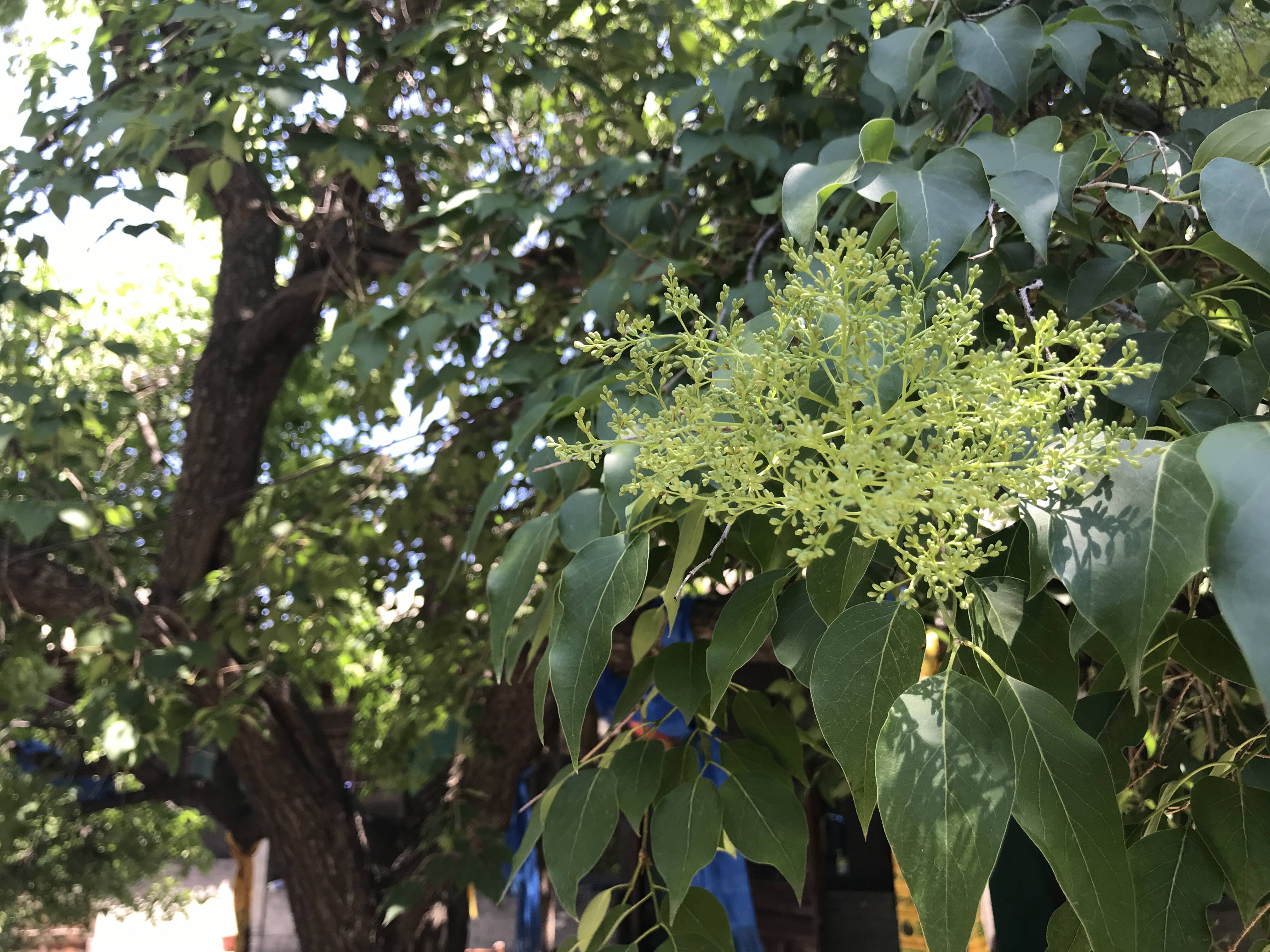 它是西北地区寺庙的菩提树,塔尔寺的守护神,正是鲜花盛开时