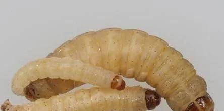 百只蜡虫可啃光塑料袋塑料污染解决了