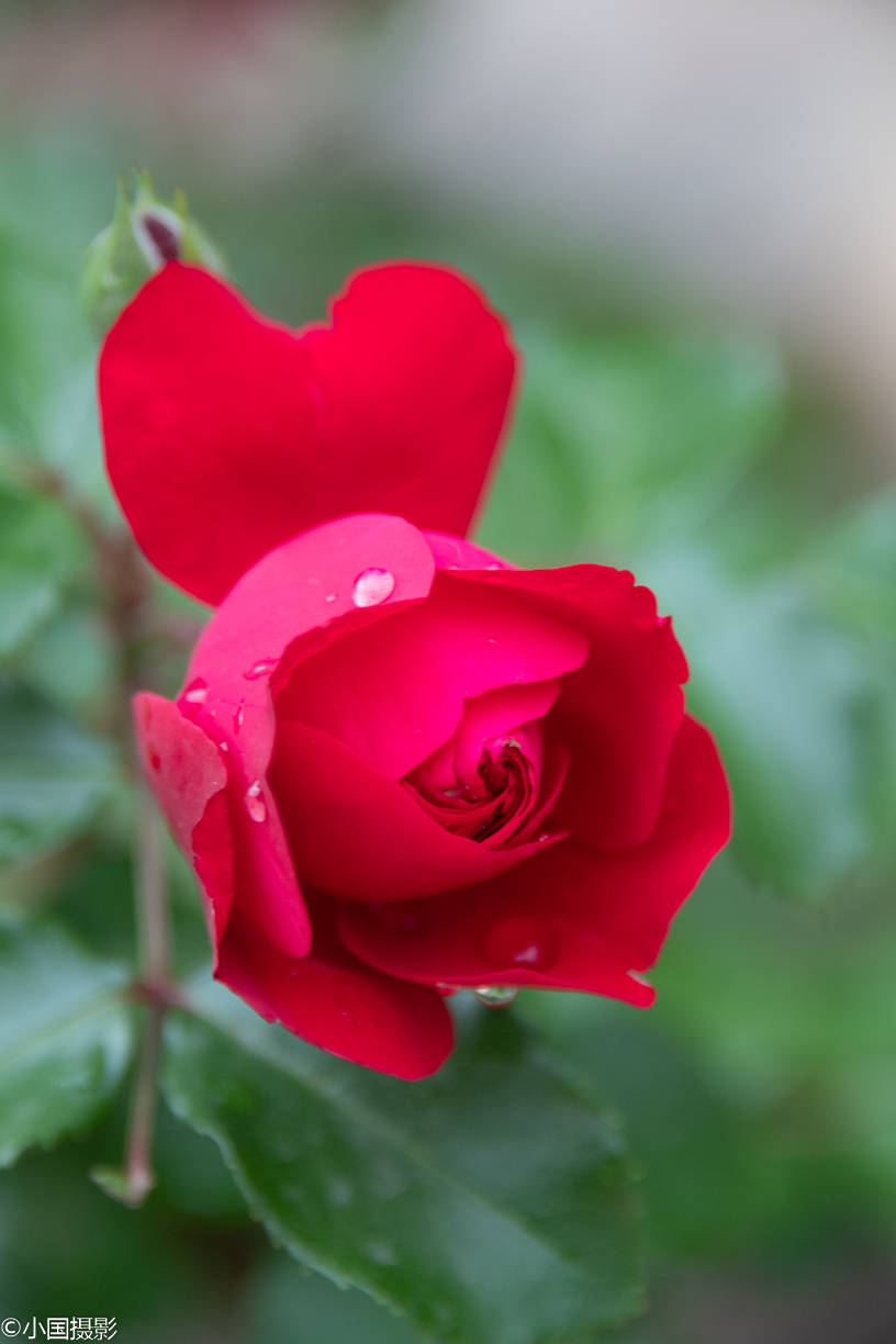 月季只应天上物,真是太美了,看完这些还看牡丹吗?