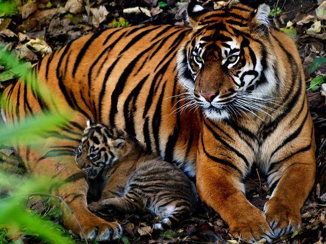 原创虎毒不食子别逗了现实中老虎杀婴食仔的现象并不少见