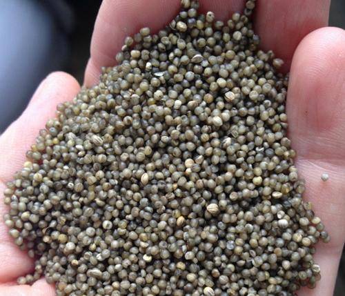 如何辨别黑小米的真假你学会了吗