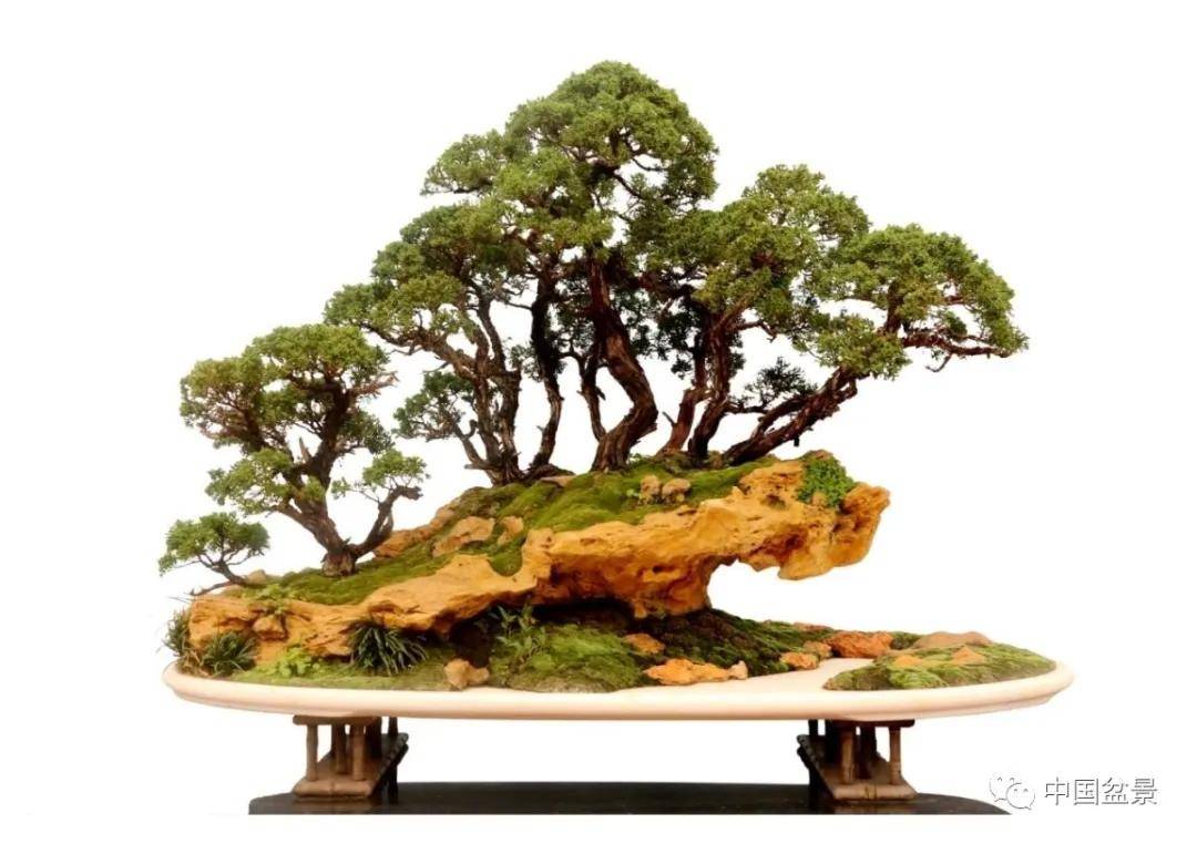 《采菊东篱》▲范义成先生的盆景作品《浩浩鲁风》寻根溯源,琅琊园的