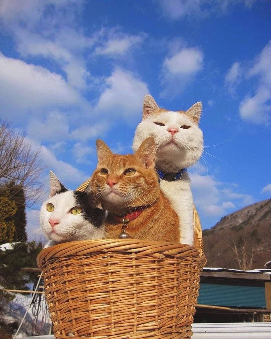 收获满满幸福感!治愈系页面 为你搜集动物与花草的美好影像