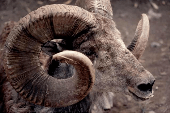 儿子公款出国玩乐,还猎杀蒙古濒危国宝!