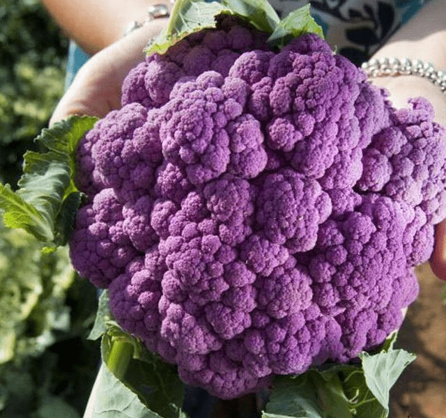 冬天手脚冰凉,就多吃这锅菜,十分钟搞定,吃一次管一周