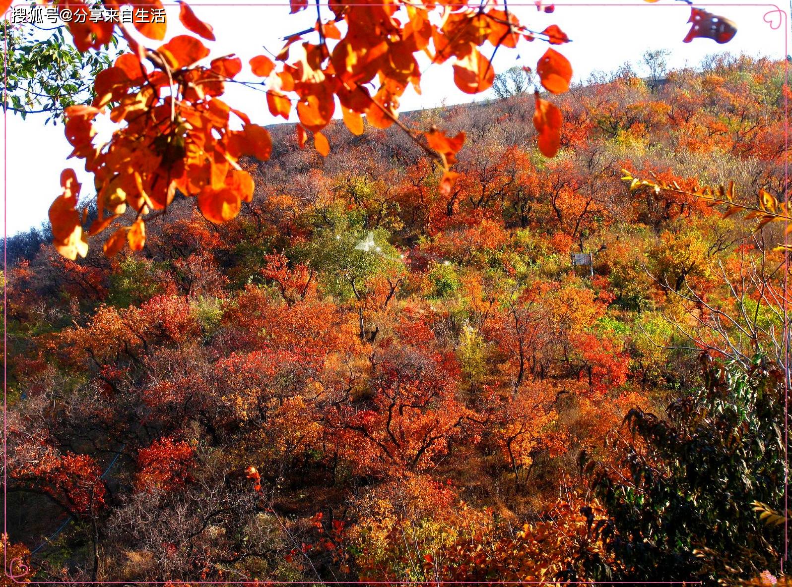 天然的氧吧,看看自然风景,呼吸下新鲜空气._香山公园