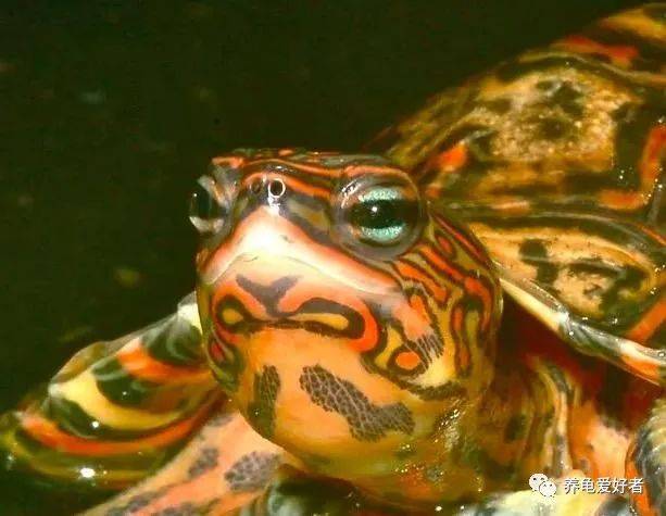 半水龟饲养，更适合造景还是裸缸呢？-搜狐大视野-搜狐新闻