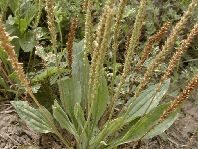 农村常见止咳化痰草药图片