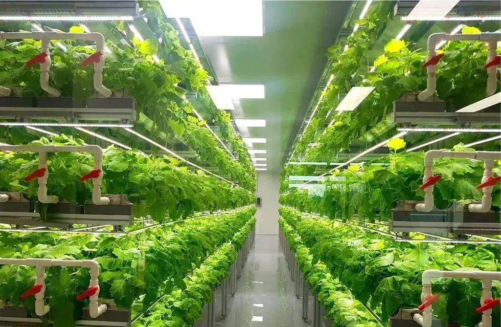 新加坡要在 2030 年让粮食自给率达到30%!