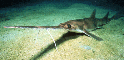 长吻锯鲨 pristiophorus cirratusⅡ.