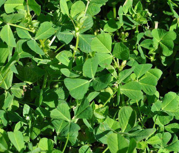 金花菜名字富贵逼人,其实阳台就能种,省了大钱