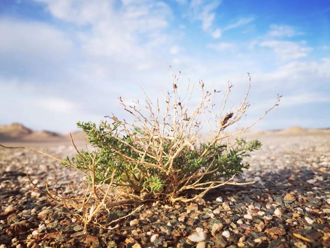 梵行之路 | 戈壁再次踩线,只为给你最好体验