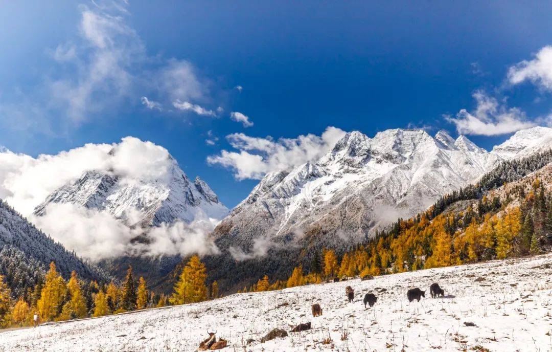 还有雪山花海的绝妙组合 | 最全川西花季时间表