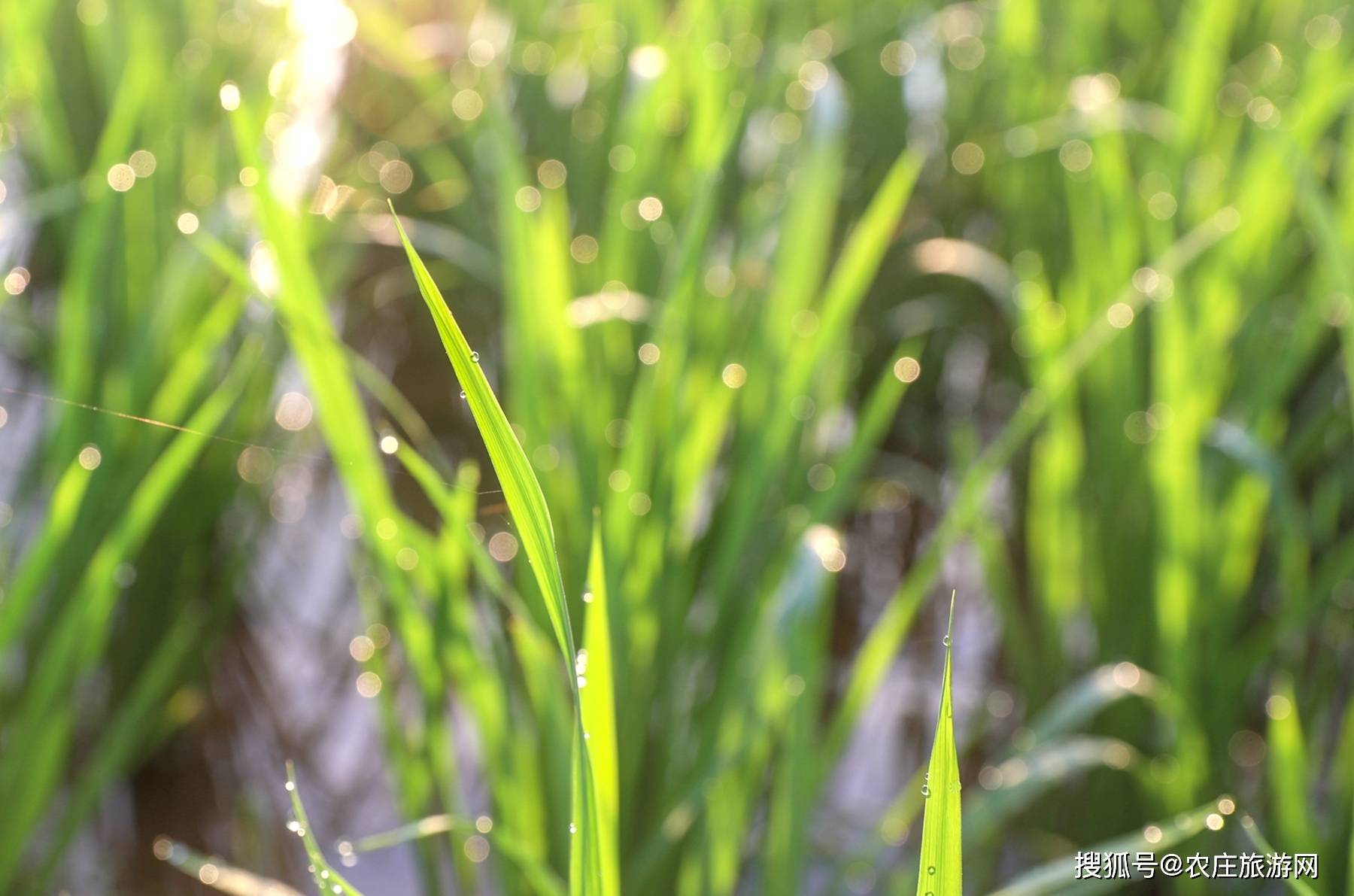 田间的禾苗上挂着一颗颗晶莹的露珠,在阳光下散发着水晶般的光彩