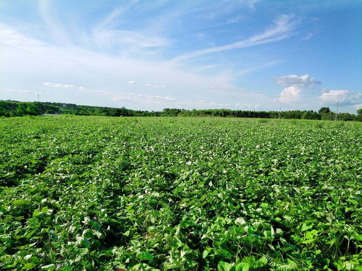 红薯控旺技术整理丨控旺最佳时间及控旺方法,专家一步步教你