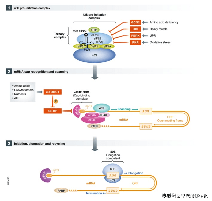 原创蛋白质翻译的起始阶段