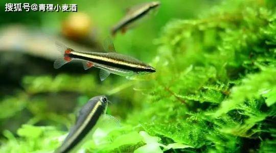 如何养鱼?十个养鱼知识帮你更好的养鱼(观赏鱼)_鱼缸