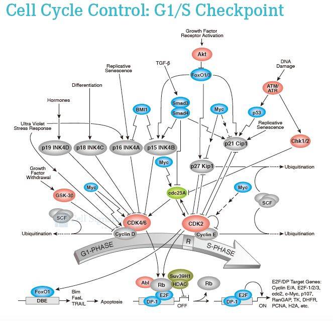 分泌表型(即衰老相关分泌表型,the senescence associated secretory