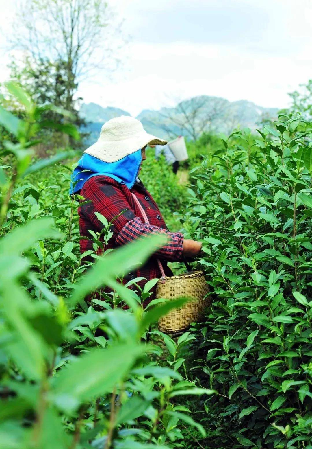 茗边聚焦凤冈茶产业系列报道之⑤贵州野鹿盖茶业有限公司