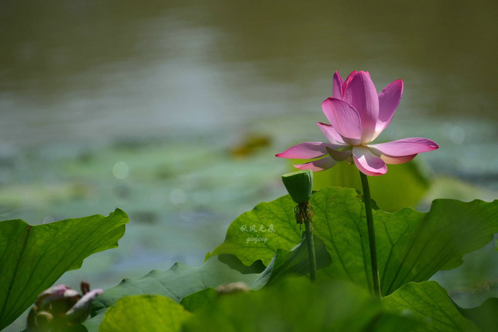 原创莲花白荷花红夏风吹绽浐灞的水影花意