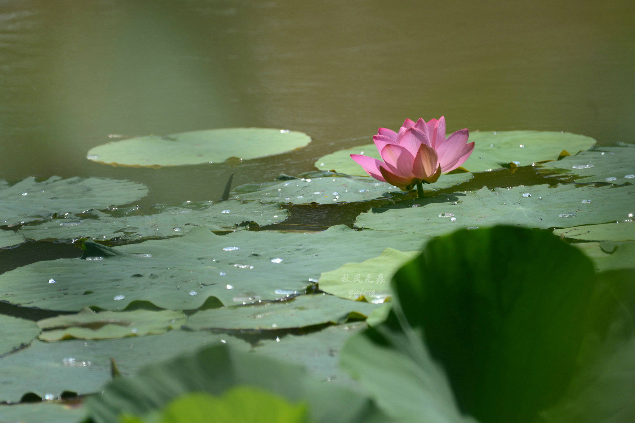 原创莲花白荷花红,夏风吹绽浐灞的水影花意