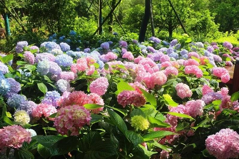 这片满山遍野的绣球花海,美美美美极了!距离常州主城仅需1h!